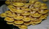 ضرورت خودداری از مصرف قارچ های فله غیر بسته بندی ، غیر پرورشی و خود رو